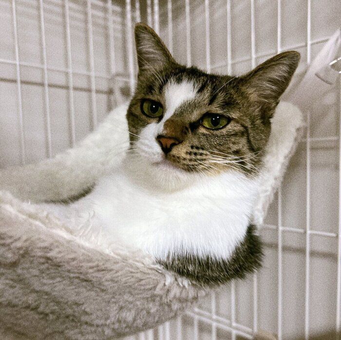 遠い目をするラテちゃん