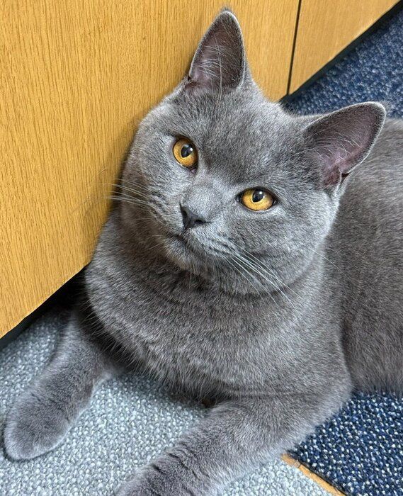 見つめるおこげくん