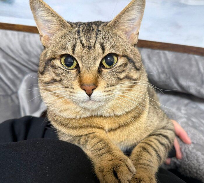 飼い主さんの体の上でくつろぐ、とんこつくん。