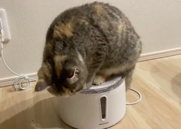 給水器の上に乗るふうこちゃん