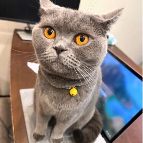ブリティッシュショートヘアのスイちゃん