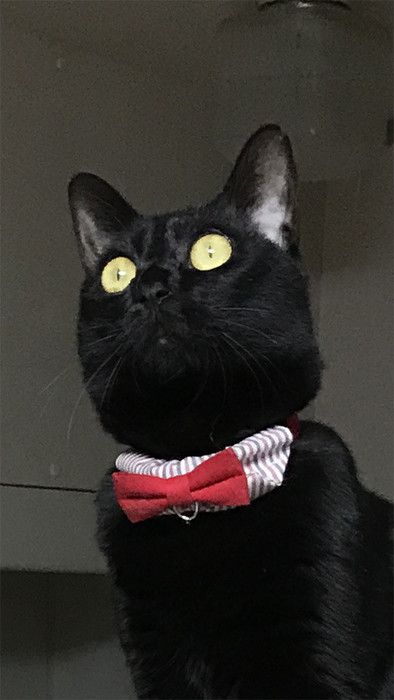 ゴキブリ VS 5猫神〜ゴキブリどもに告ぐ〜