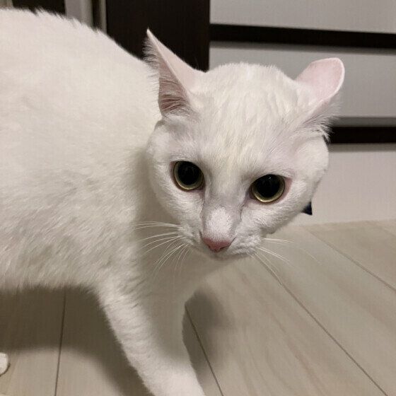 白猫のすてらちゃん