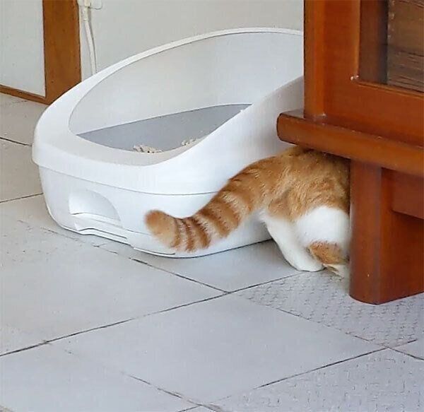 おしりを見せるむぎちゃん