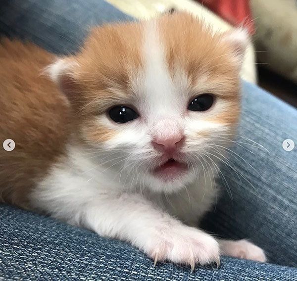 のぶおちゃん