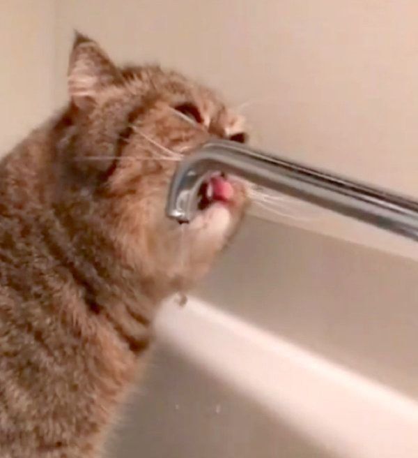 滝行をするエキゾチックショートヘア