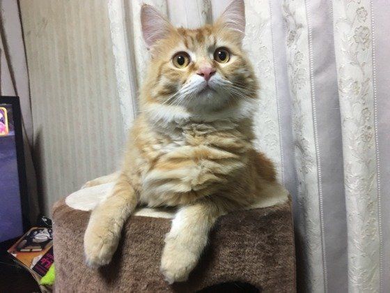 見つめる猫