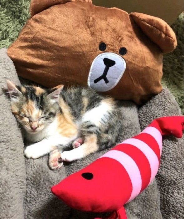 ベッドで眠るキナコちゃん