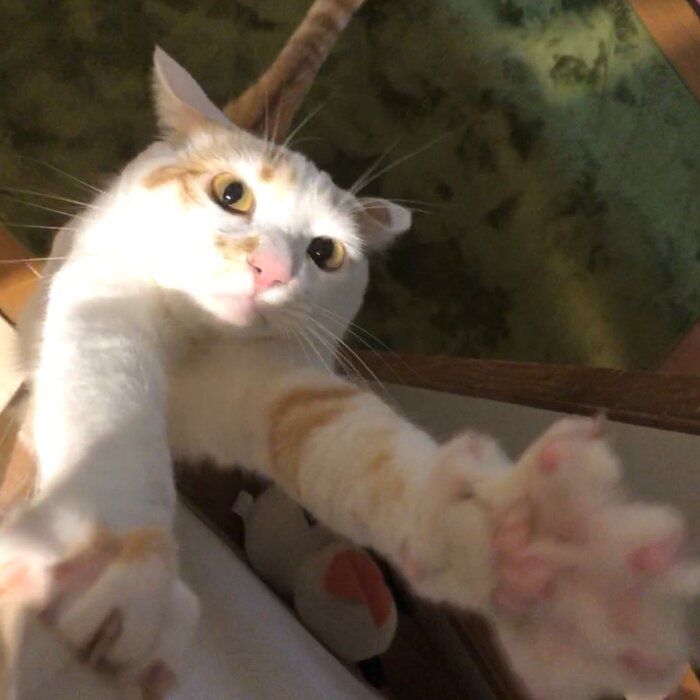 画像/2020年7月号『ねこの「触ってサイン」』