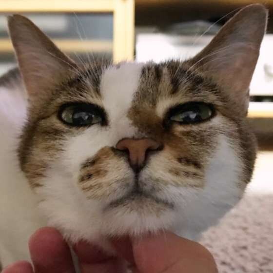 キジトラ ひめちゃん