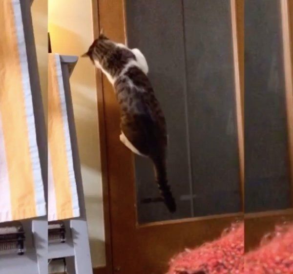 ドアを開けるすずくん