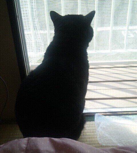 窓から外を眺めている、にゃんきちくん。