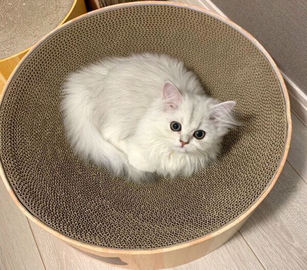 見つめるこうめちゃん