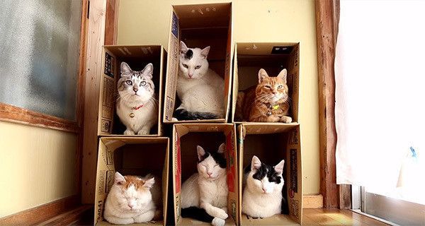 箱に入る猫