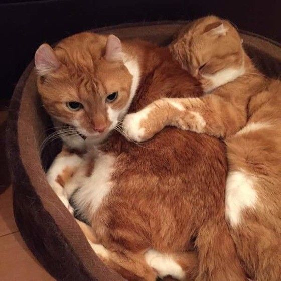 くっつく猫