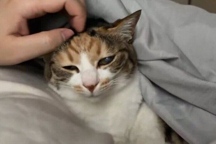 頭を撫でられている猫