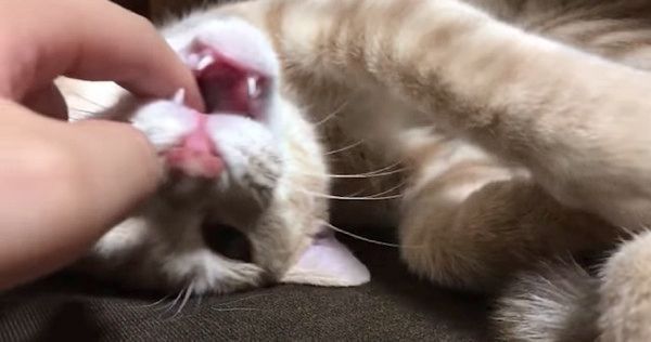 いじられる猫