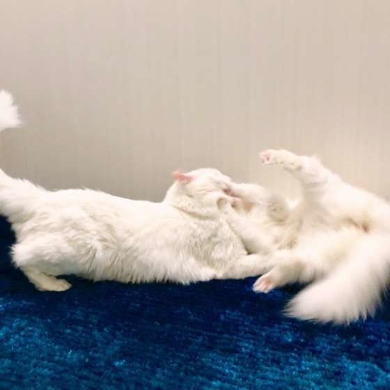 喧嘩する猫