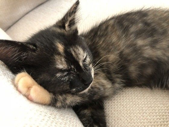 眠る猫