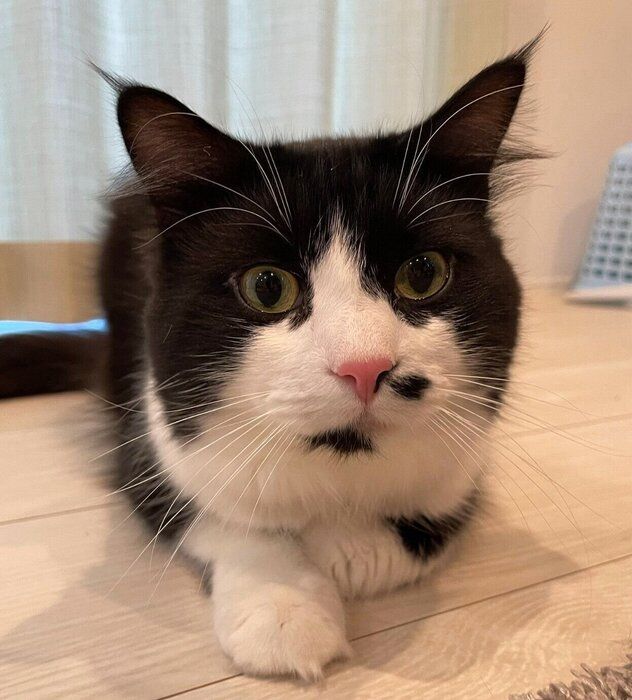 見つめるノルくん