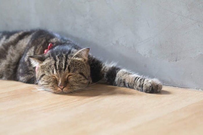 壁際で寝そべる猫