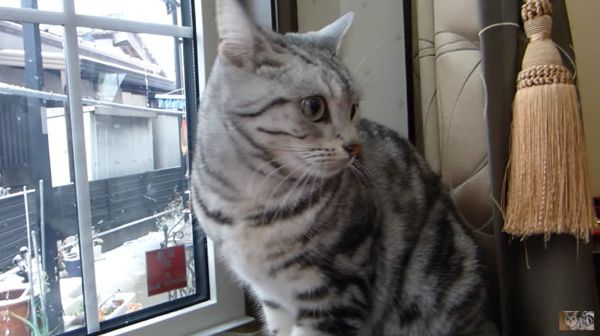 雪を見る猫
