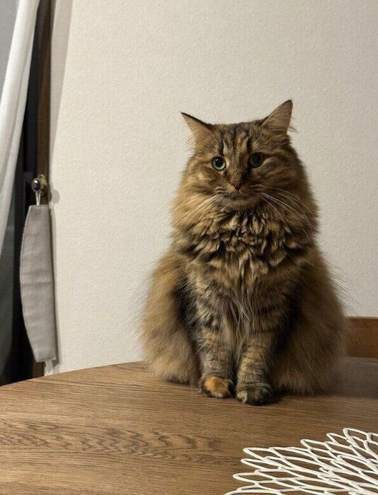 ちょこんと座っているサイベリアン
