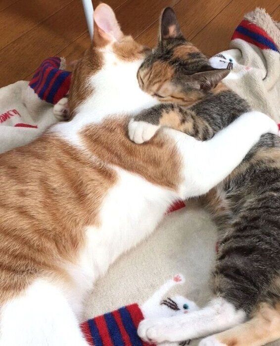 抱き合うゆずちゃんとむぎちゃん