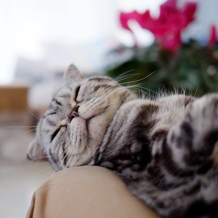 @tacos_cat