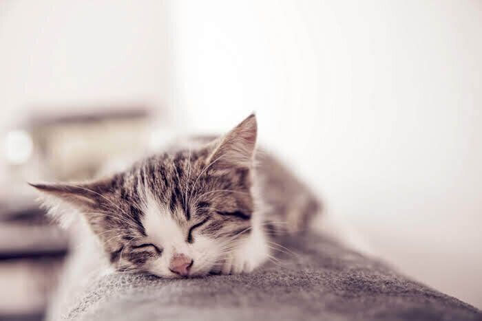 眠る猫