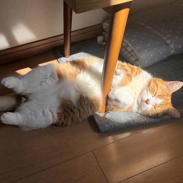 眠る猫