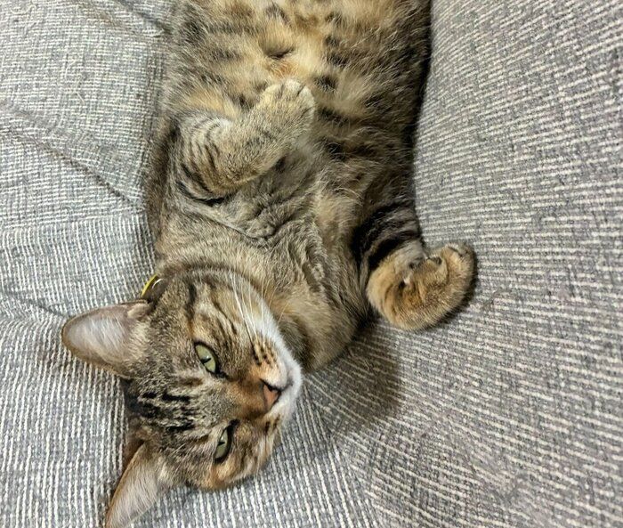 ヘソ天でくつろぐベルちゃん