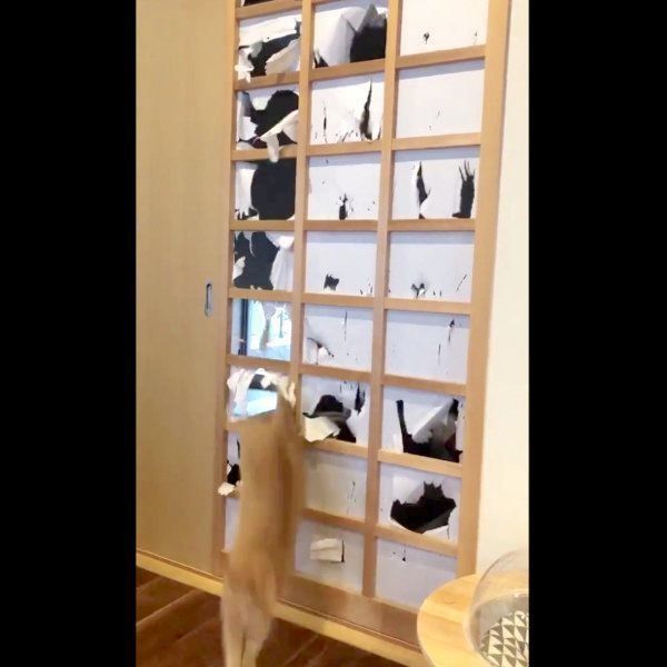 障子を破る猫