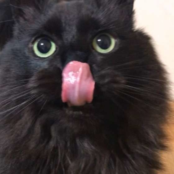 舌を出す黒猫