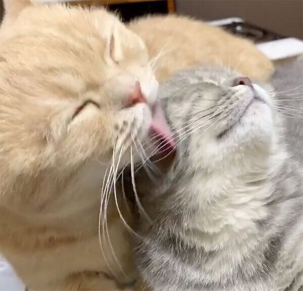 飼い主さんの前でイチャイチャするむぎくんとあおちゃん