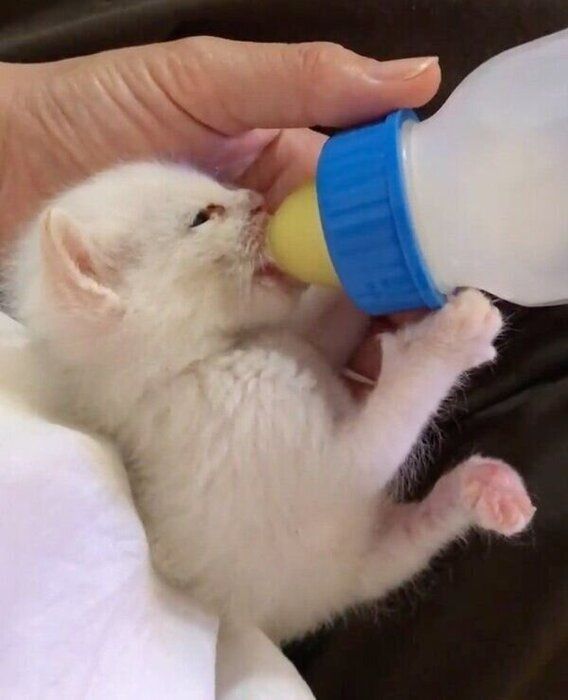 ミルクを飲むロニーくん