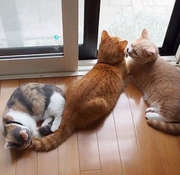 ニャルソックするマンチカン