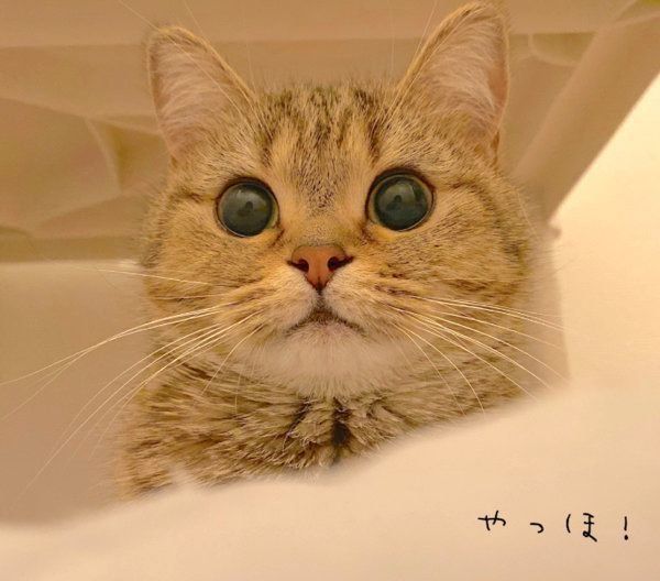 見つめるきなこちゃん