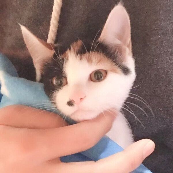 お迎え当時のしゃけちゃん