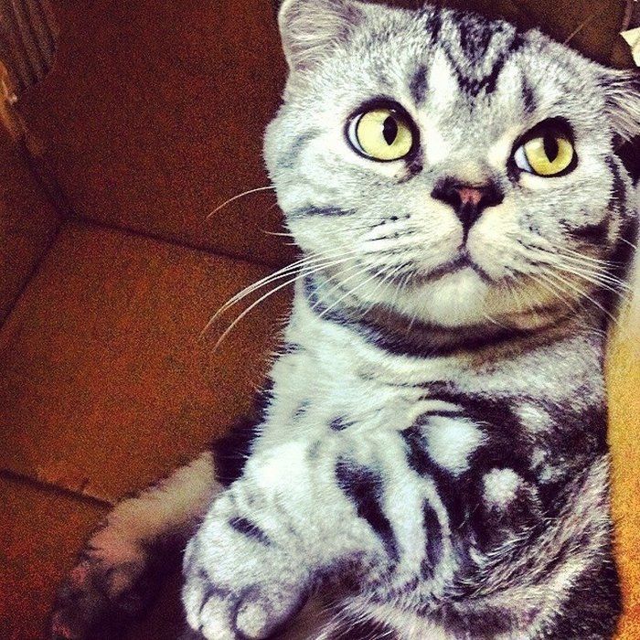 @tacos_cat