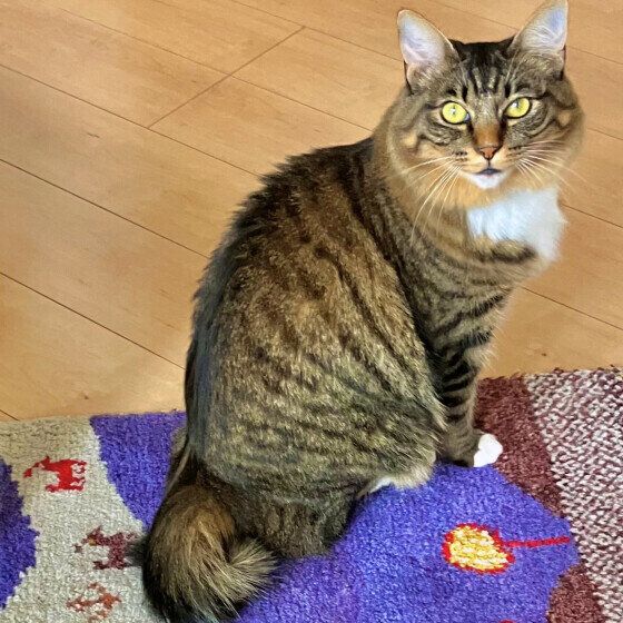 玄関の前で待つキジトラ猫