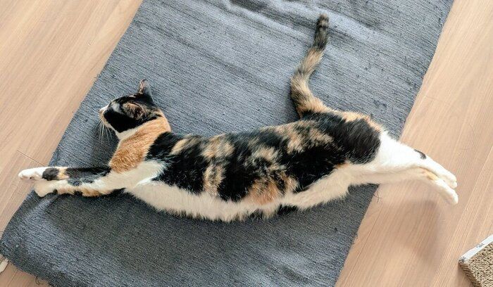 伸びるちまきさん