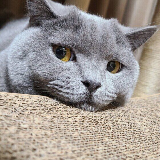 ふてくされるブリティッシュショートヘア