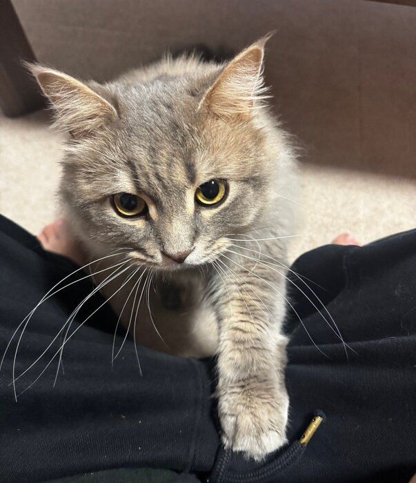 飼い主の体に前足を乗せるサイベリアン