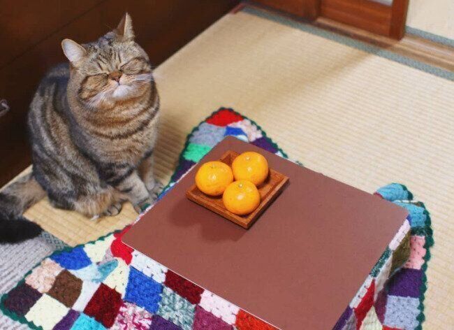 猫用こたつと猫の寅次郎くん