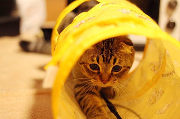歩く猫