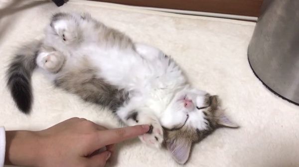 熟睡する猫