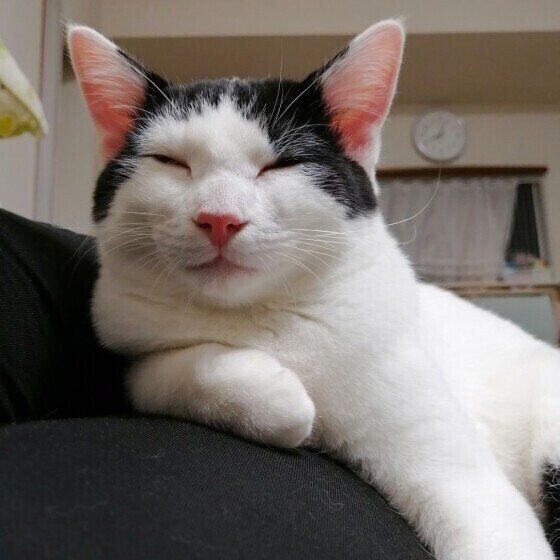 くつろぐMix猫