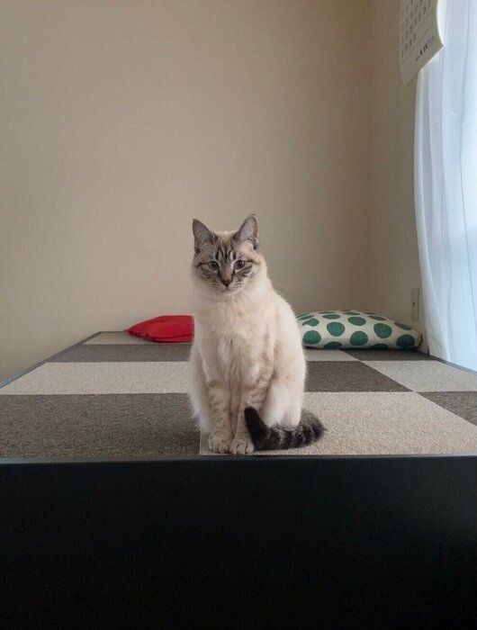 モカちゃんの写真を撮ろうとすると……?