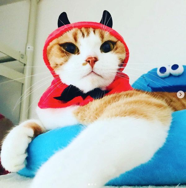 かわいい かわいい ねこハロウィンちゃん